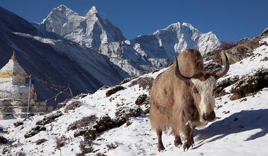 Yaks on route to Everest Base Camp