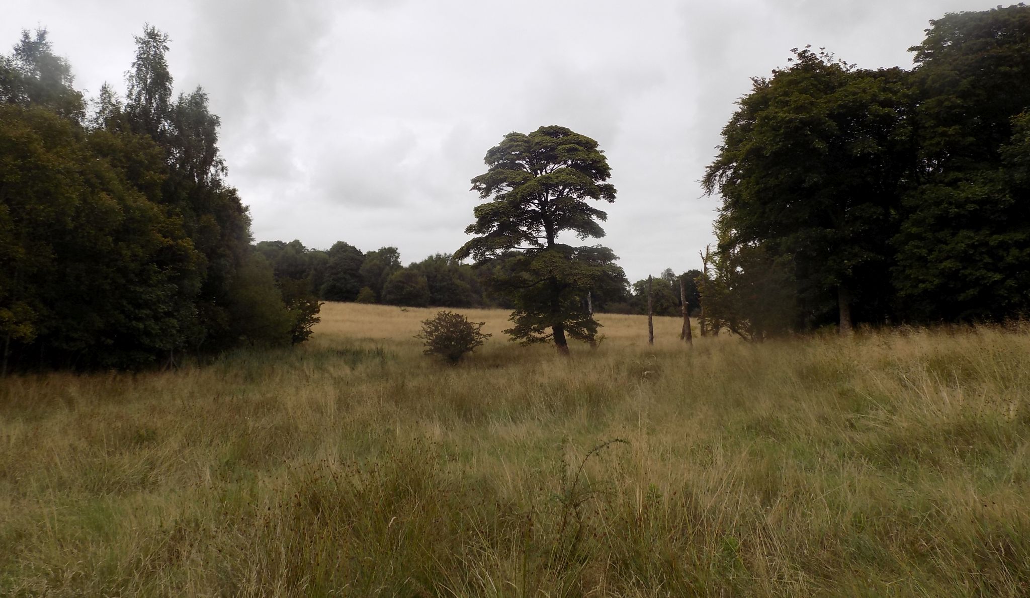 Woodlands on route to Gartloch