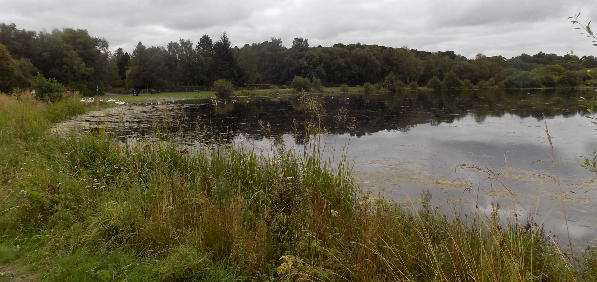 Lochend Loch at Drumpellier Country Park