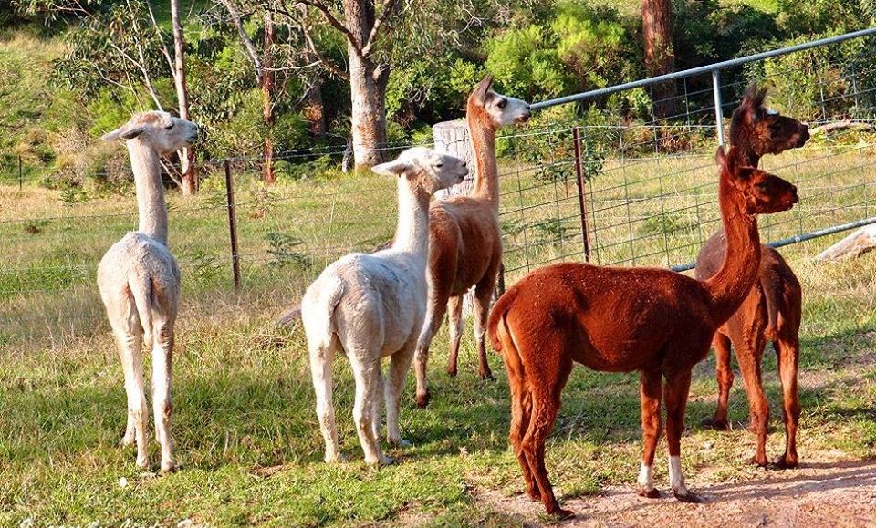 Alpacas at Ballochruin Farm in Balfron Station Road