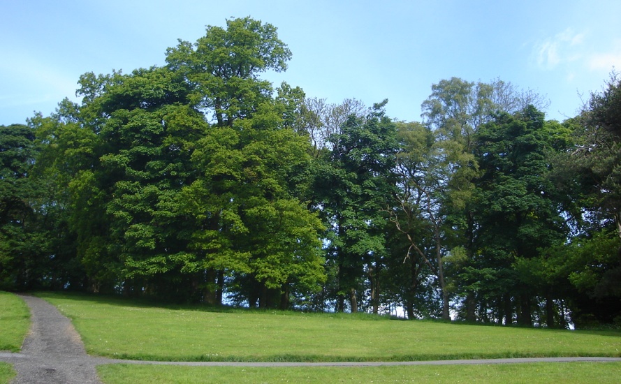 Woods in springtime at Kilmardinny Loch