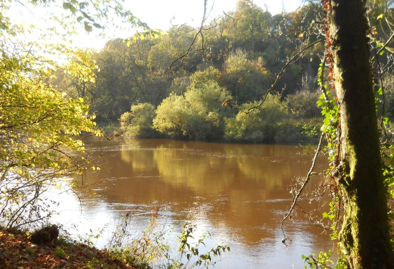 River Clyde from the walkway through Bothwell Woods