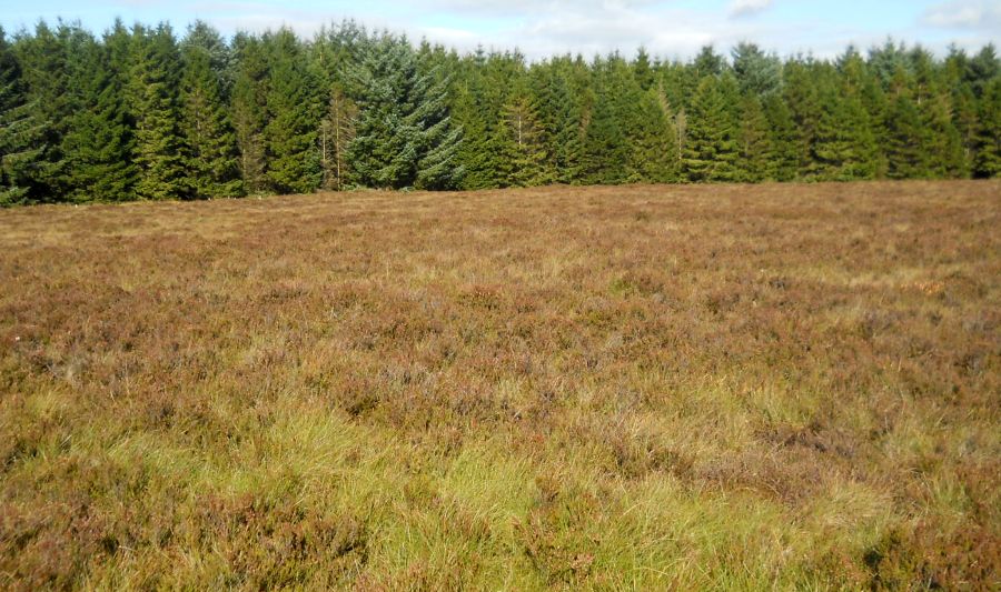 Raised Bog in Langlands Moss Nature Reserve