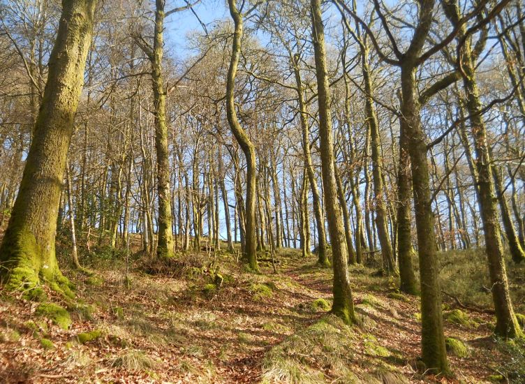 Forest path to Craigmore from outskirts of Aberfoyle