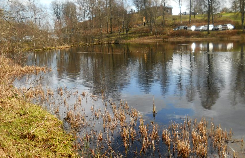 Duck pond at Visitor Centre above Aberfoyle