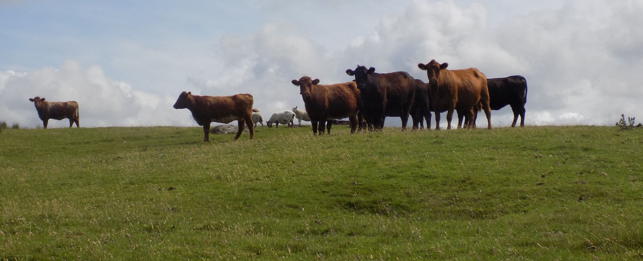 Cattle on route to Loch Craig Reservoir