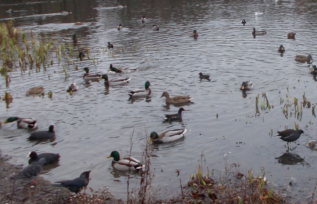 Bingham's Pond in Great Western Road