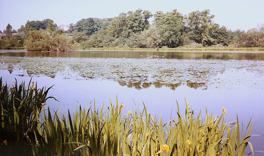 Iris in springtime at Kilmardinny Loch in Bearsden