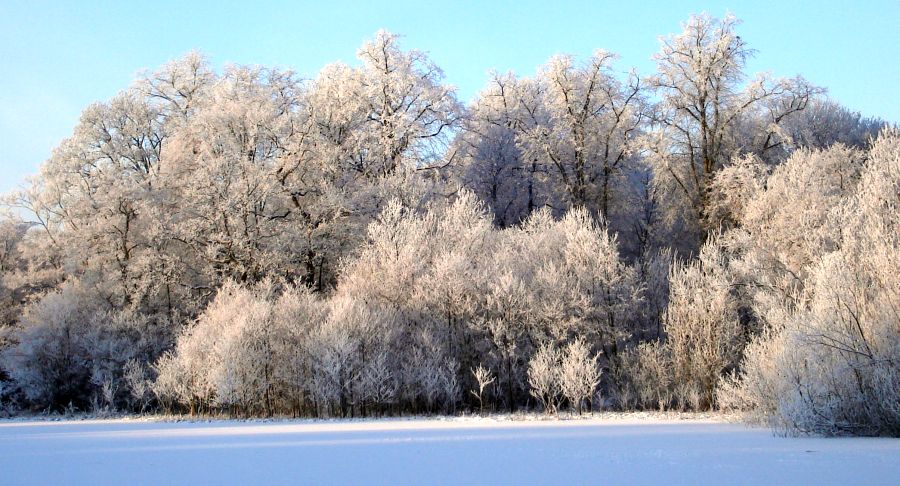 Woods in Winter at Kilmardinny Loch in Bearsden