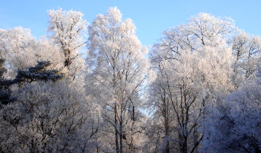 Woods in Winter at Kilmardinny Loch in Bearsden