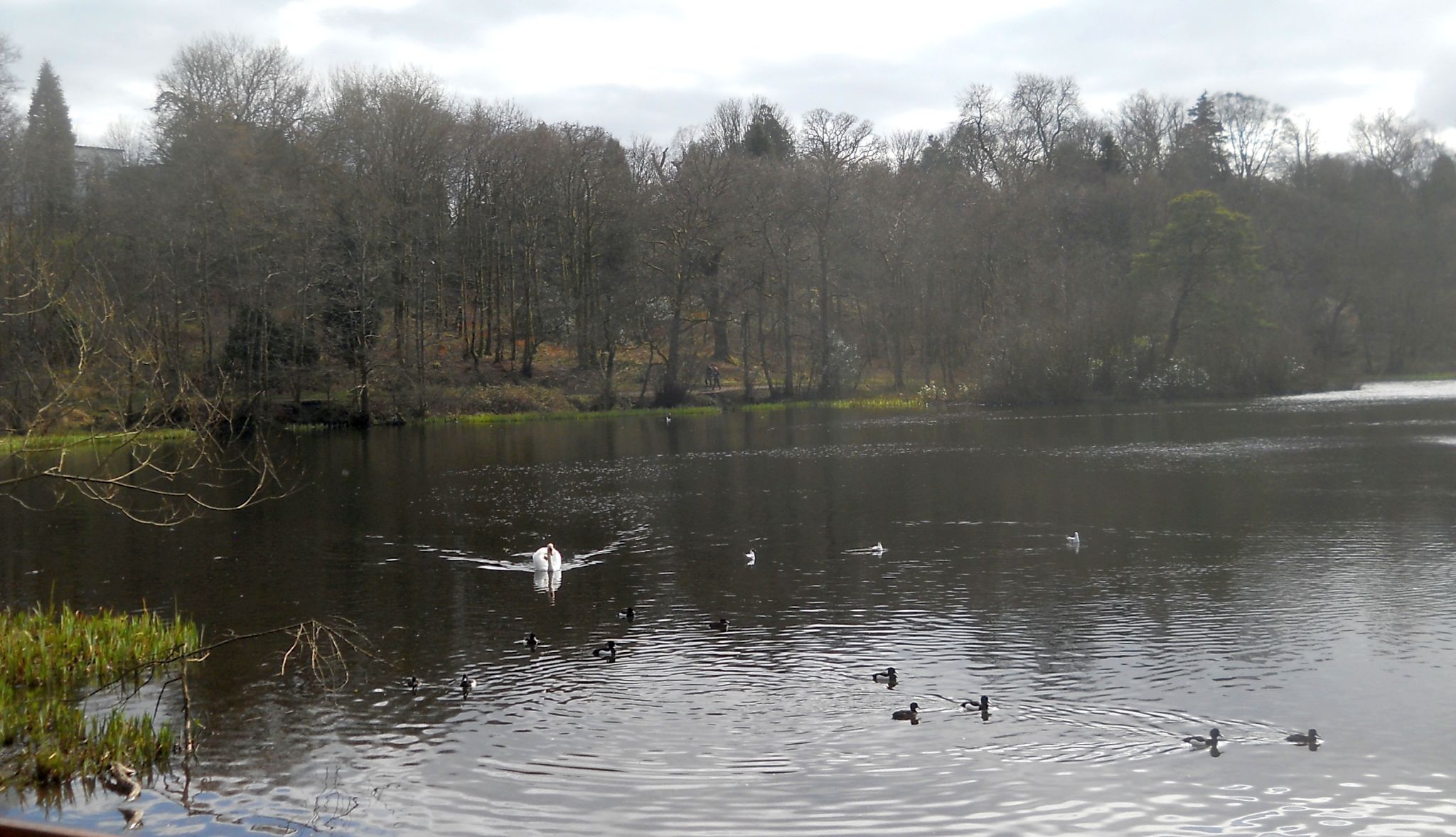 Kilmardinny Loch in Bearsden