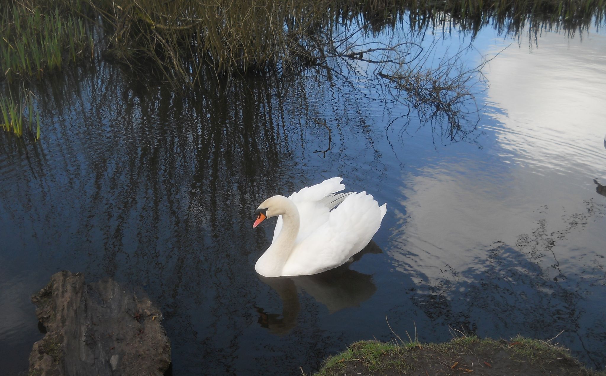 Swans at Kilmardinny Loch in Bearsden