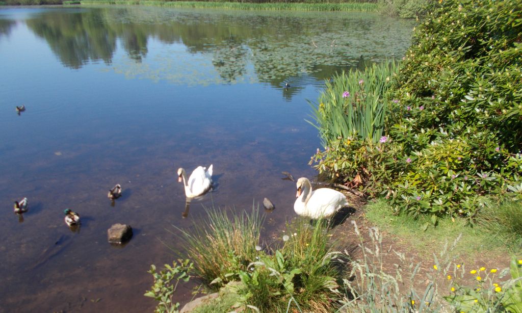 Swans at Kilmardinny Loch in Bearsden