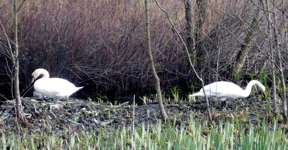 Swans at Kilmardinny Loch in Bearsden