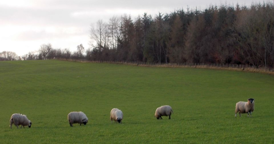 Fields above the Avon River gorge