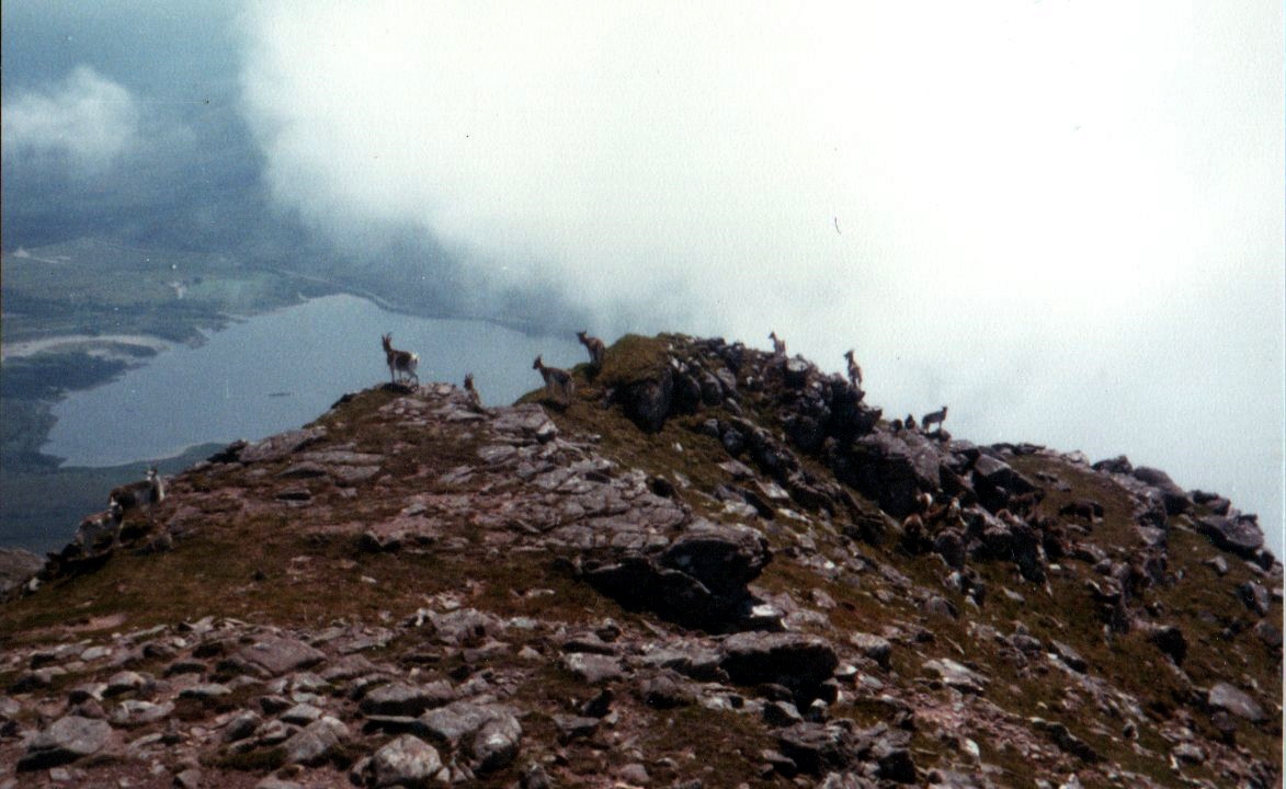 Goats on Slioch above Loch Maree in the NW Highlands of Scotland