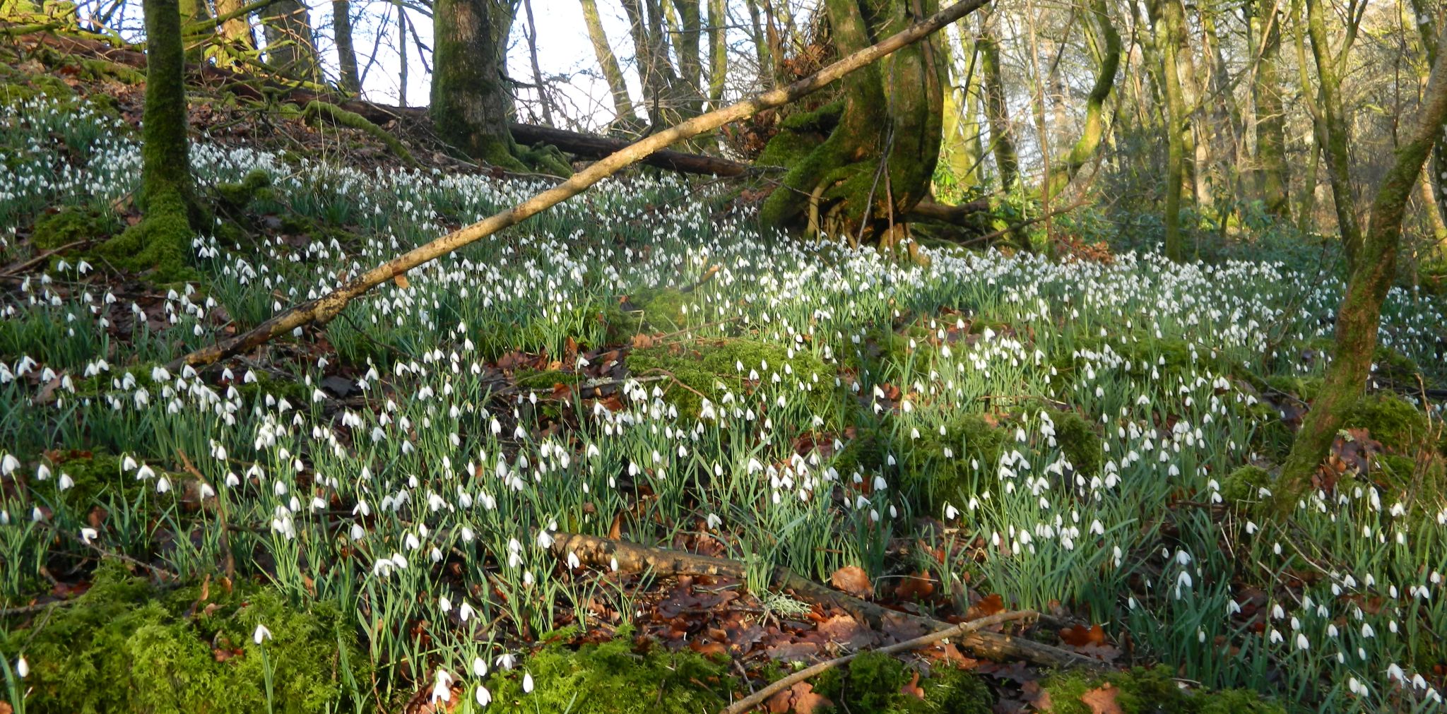 Snowdrops above Touch Burn