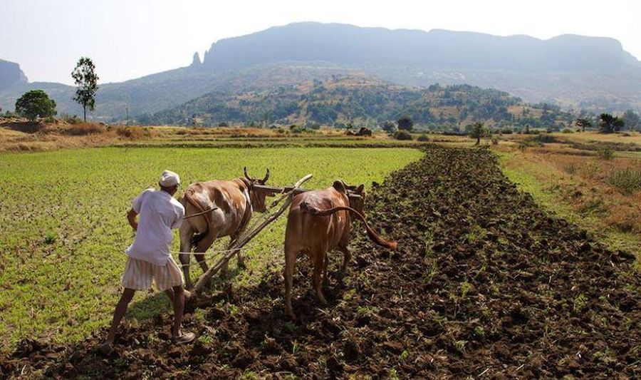 Ploughing in Sri Lanka