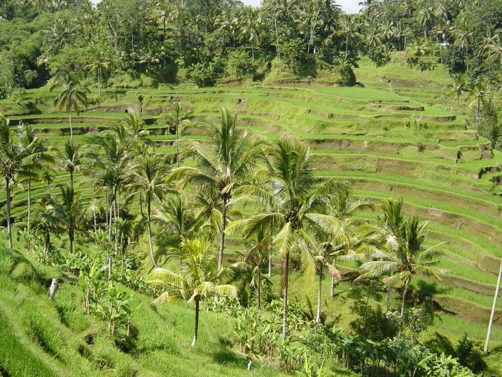 Rice Terraces at Ubud on the Indonesian Island of Bali